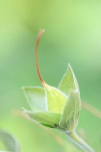 Close-up of green leaf