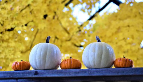Close-up of pumpkins against clear sky