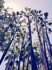 Low angle view of trees against sky