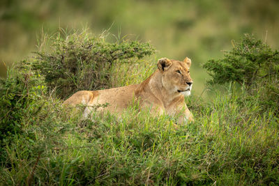 Lion in a field