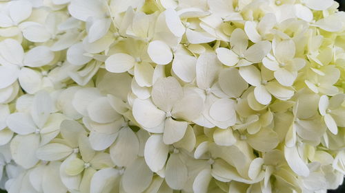 Full frame shot of white dahlia blooming outdoors