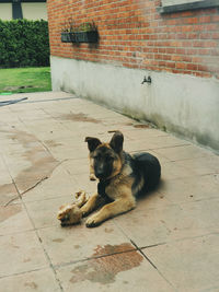 Dog lying on tiled floor