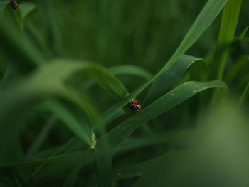 Close-up of insect on leaf