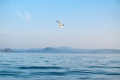Seagull flying over sea against sky