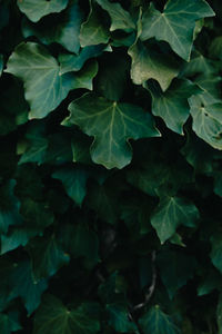 Full frame shot of green leaves