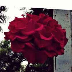 Close-up of red rose