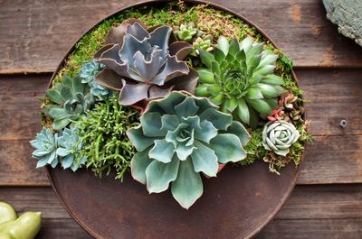 High angle view of potted plants on table