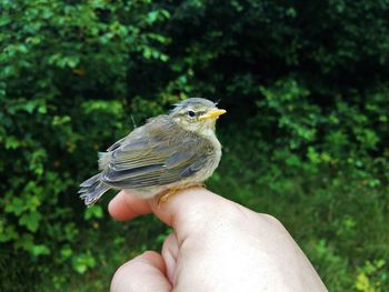 Close-up of a finger holding bird