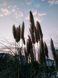 Low angle view of reed growing on field against sky