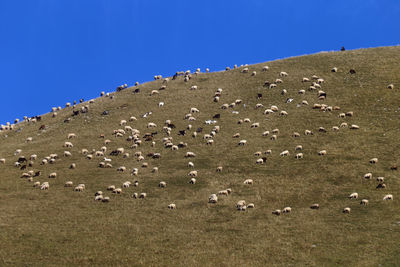 Flock of birds on field against clear blue sky