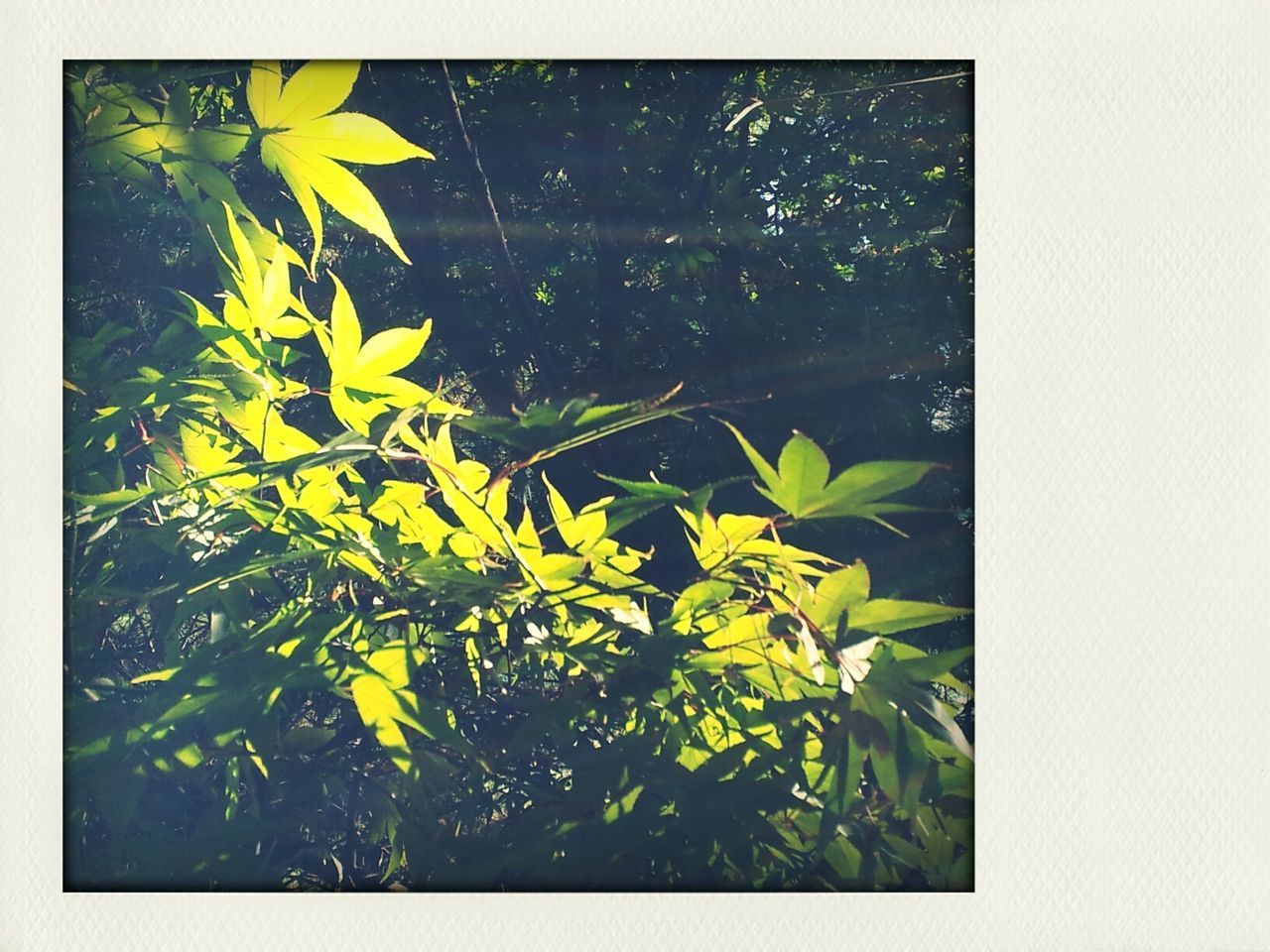 transfer print, leaf, auto post production filter, growth, water, nature, green color, plant, beauty in nature, close-up, freshness, drop, fragility, yellow, wet, tranquility, day, no people, tree, outdoors