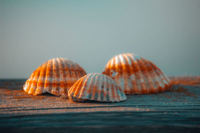 Close-up of shells on table