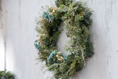 Close-up of potted plant against wall