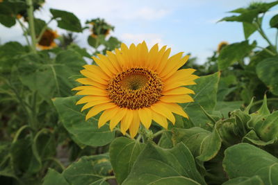 View of sunflower growing against sky in farm