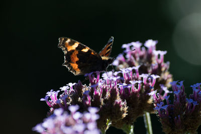 Close-up of butterfly pollinating on purple flower