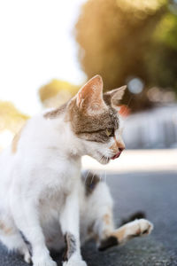 Close-up of cat looking away