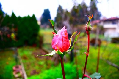 Close-up of flower against blurred background