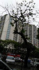 Low angle view of trees against sky