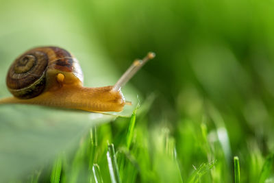 Snail in grass at spring.