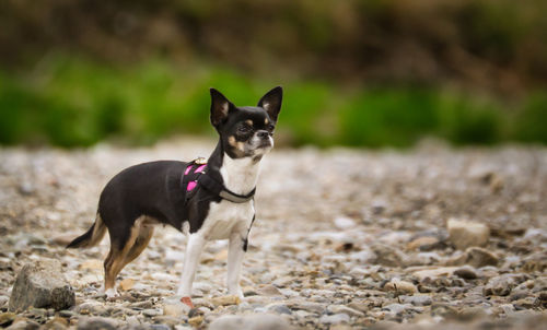 Portrait of a dog on beach