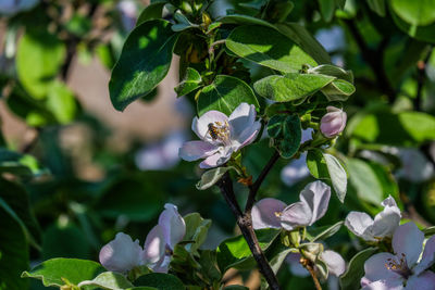 Close-up of honey bee on flowering plant