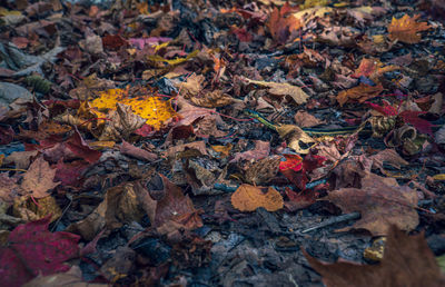 Full frame shot of dry maple leaves