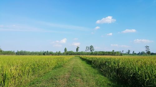 Scenic view of agricultural field against sky