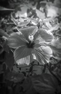 Close-up of flower against blurred background