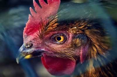 Close-up of a hen 