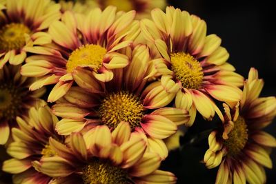 Close-up of yellow flowers