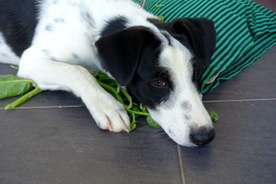 Close-up of dog resting