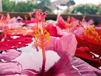 Close-up of red flowers