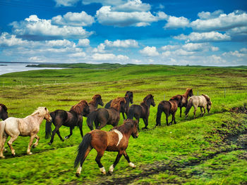 Horses in a field