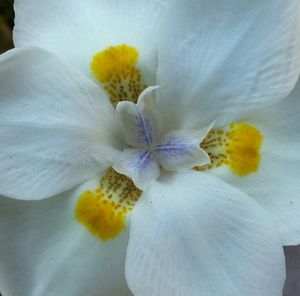 Close-up of white flower