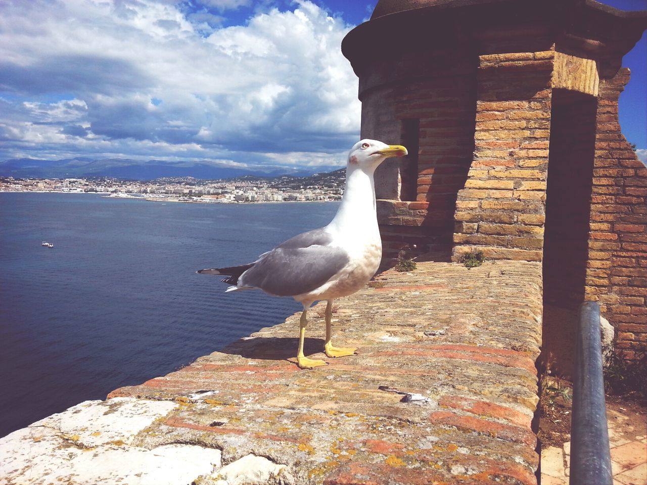 bird, animal themes, seagull, one animal, animals in the wild, wildlife, sea, water, sky, built structure, architecture, building exterior, spread wings, nature, perching, flying, sea bird, outdoors, day, rock - object