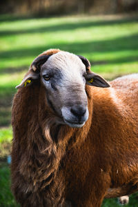 Close-up portrait of a horse on field