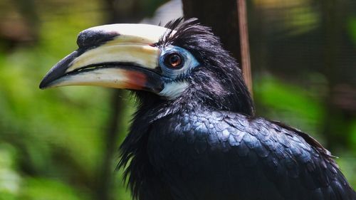 Close-up of a bird