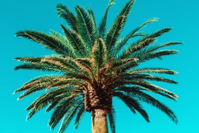 Low angle view of palm tree against blue sky