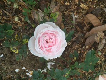 High angle view of pink rose flower