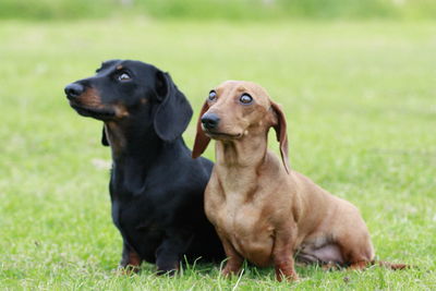 Portrait of a dog on field