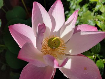 Close-up of pink flowering plant