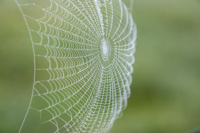 Close-up of spider web