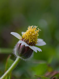 Close-up of yellow flowering plant