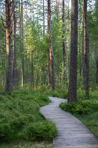 Footpath amidst pine trees in forest