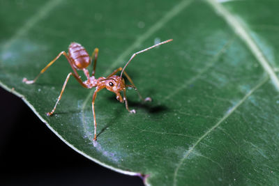 Close-up of spider on leaf