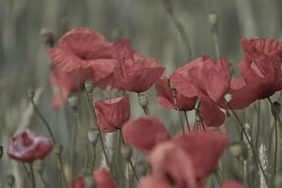 Close-up of red tulips