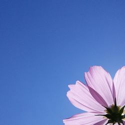 Close-up of flowers against blue sky