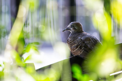 Close-up of bird perching on plant