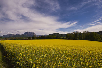 Scenic view of yellow flower field against sky