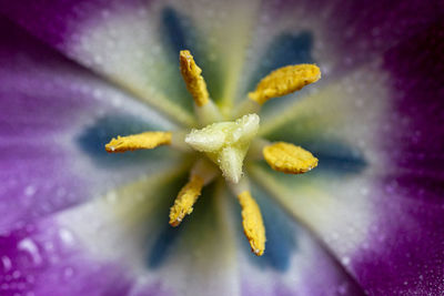 Macro shot of purple flowering plant